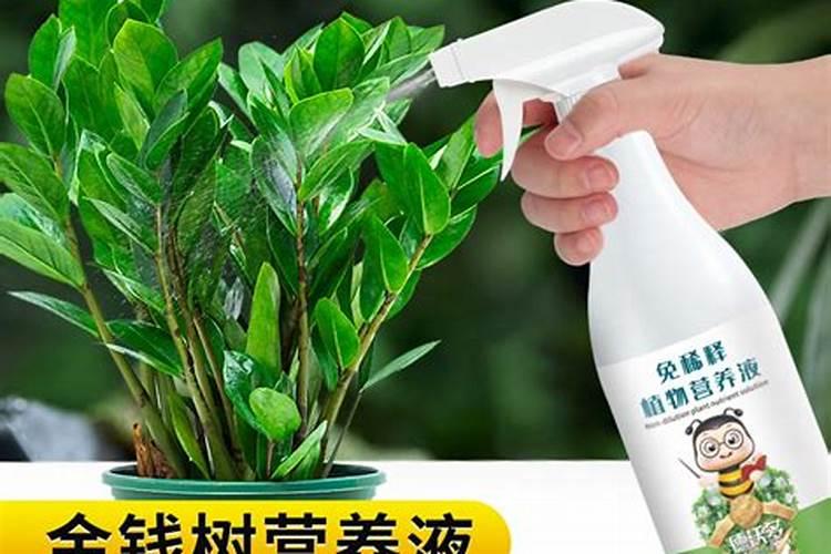 绣球换盆后要浇水吗 上盆后浇水方法