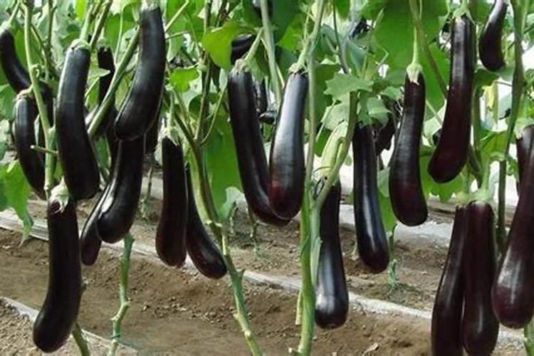 茄子最好的肥料是什么？