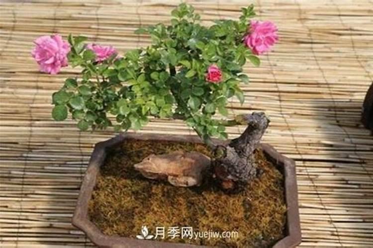 辣椒苗期发生叶面肥害有哪些表现？发生肥害后怎么办？