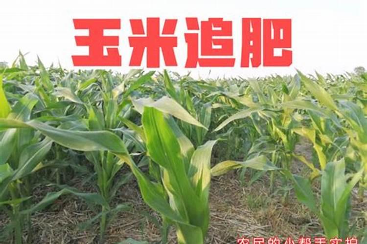 在家种植木耳菜的方法 家庭怎么种木耳菜