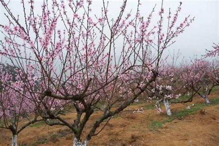 中徽量元素肥和生物菌剂能一起滴给西红柿吗？
