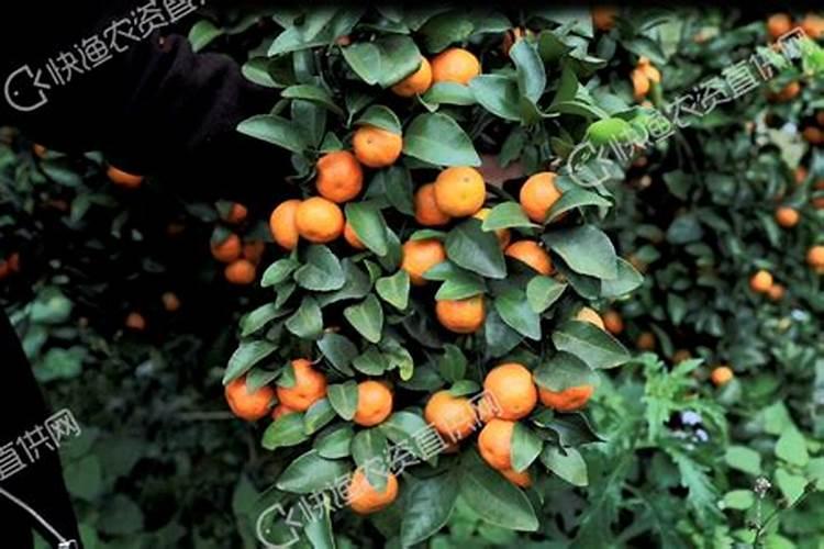 磷酸二氢钾和微生物菌剂,大量元素水溶肥可以混合在一起用吗？