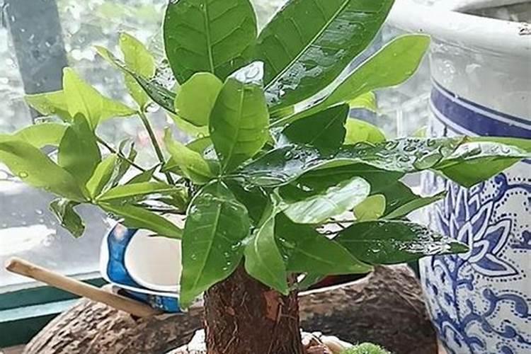 硼砂的对种植蔬菜有什么作用？