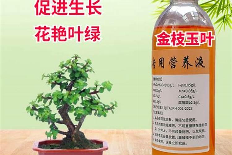 辣椒叶子卷起来了是什么原因