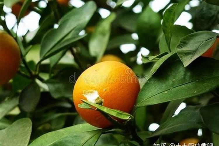 柑橘每年埋肥几次、都是在几月份