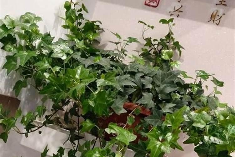 养金鱼的水可以浇花吗