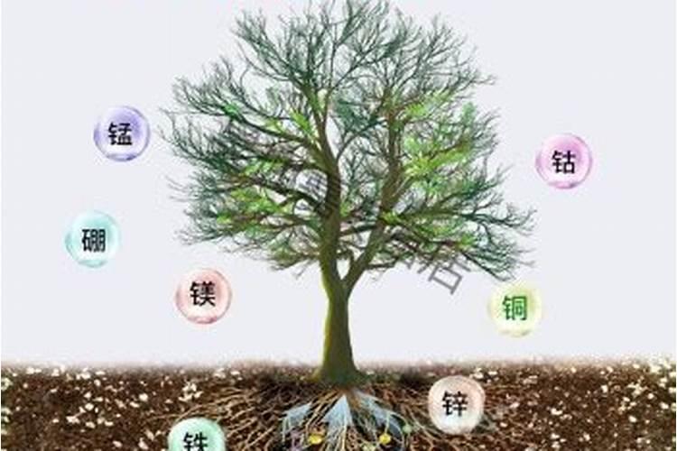 新疆哪里产棉花