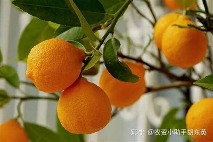 柠檬挂果后需要施什么肥