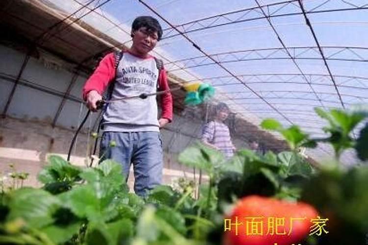 尿素和氯化铵有什么不同？这两种肥料哪种更容易使钙离子流失？