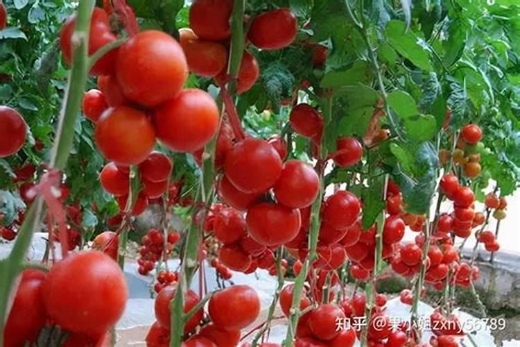 尿素是胺态氮肥吗