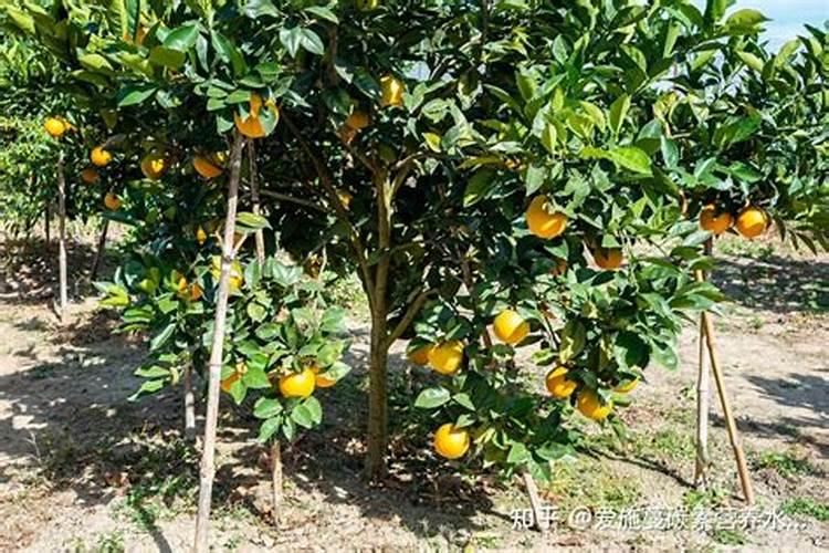 生菜肥料施用的技巧
