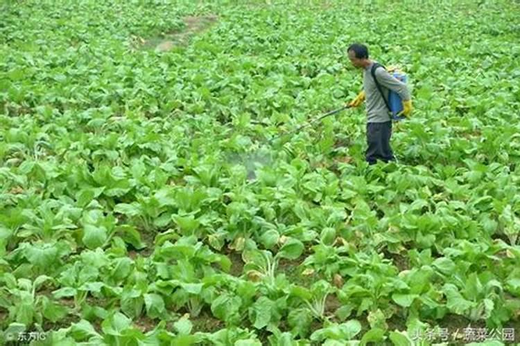 瓜果蔬菜叶面肥的正确使用方法(什么时候打叶面肥好)