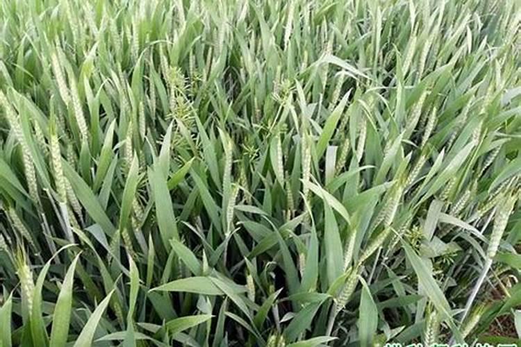 新疆种植棉花的优势条件是什么