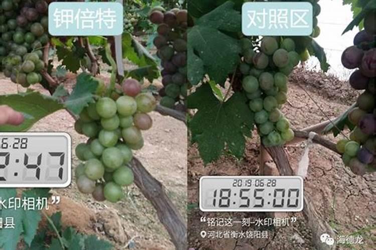 如何给葡萄施催果肥和催熟肥