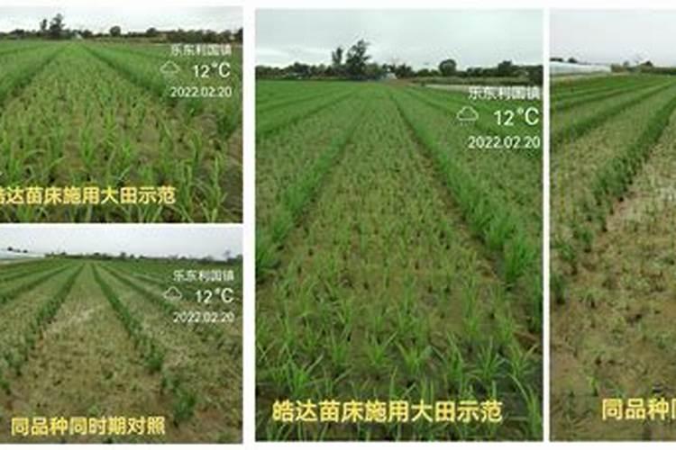 果树为什么要喷施叶面肥？叶面肥优势在哪里？