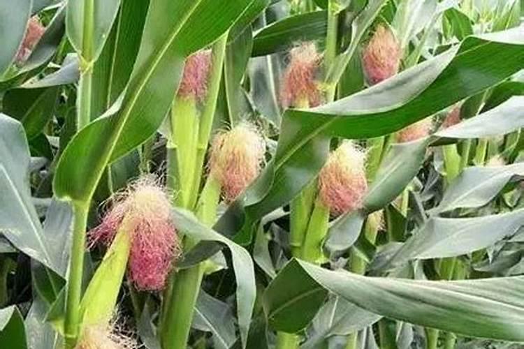 四季花施什么肥料最好 果树施什么肥料最好