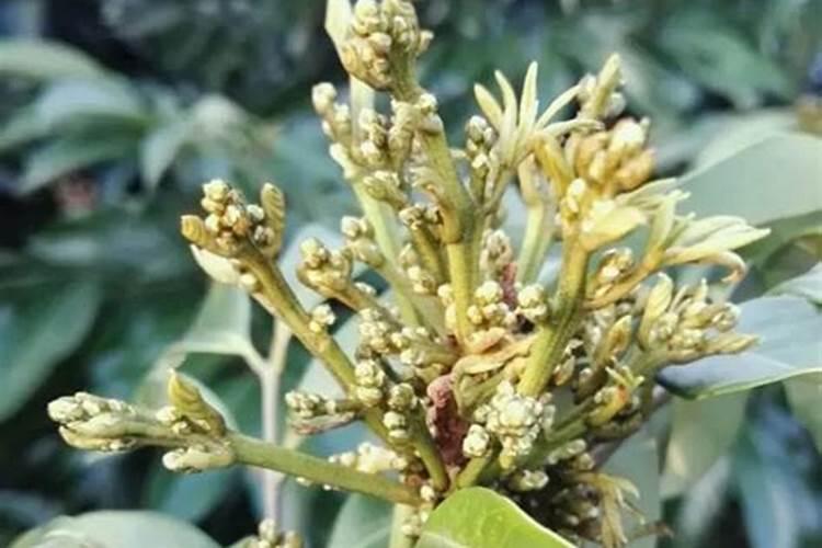 底肥用复合肥后多久可种菜