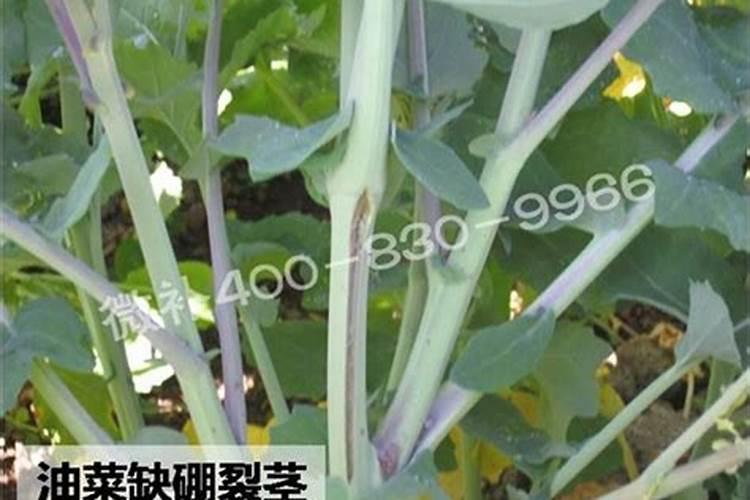 硼肥对油菜的作用,硼肥过量怎样补救