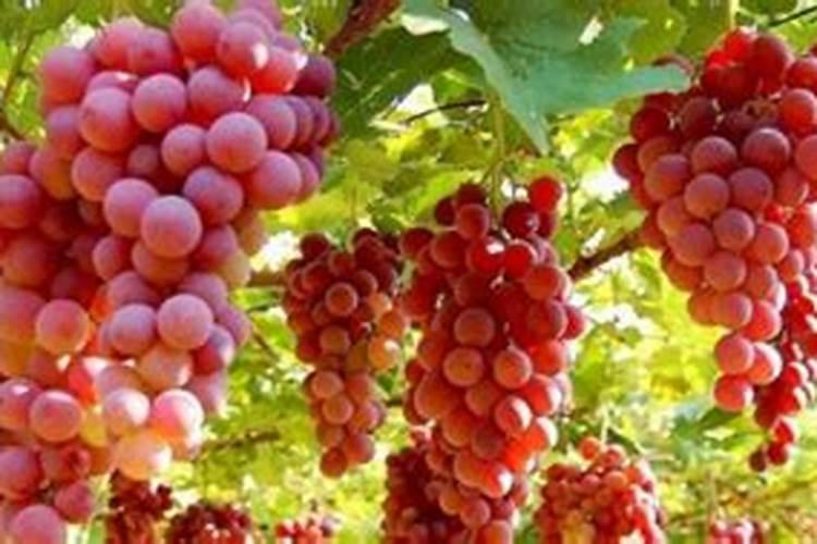 夏黑葡萄第一水起什么肥料？