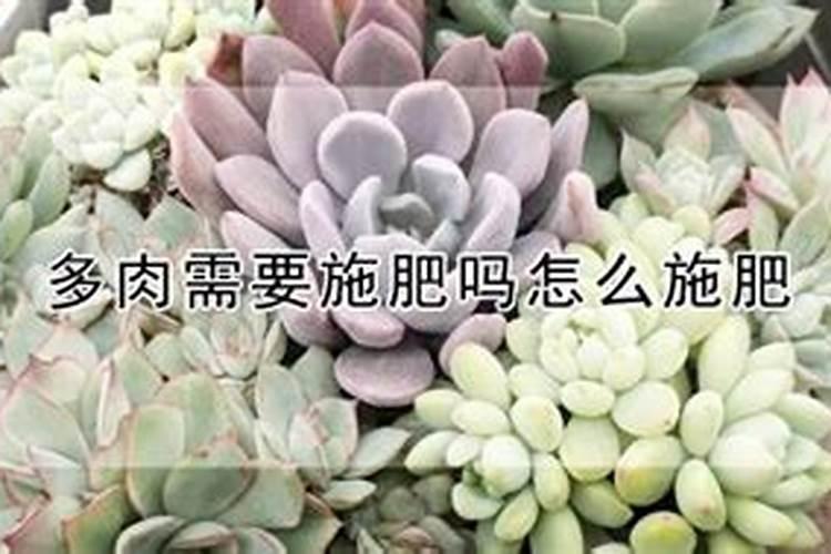 多肉可以施复合肥吗