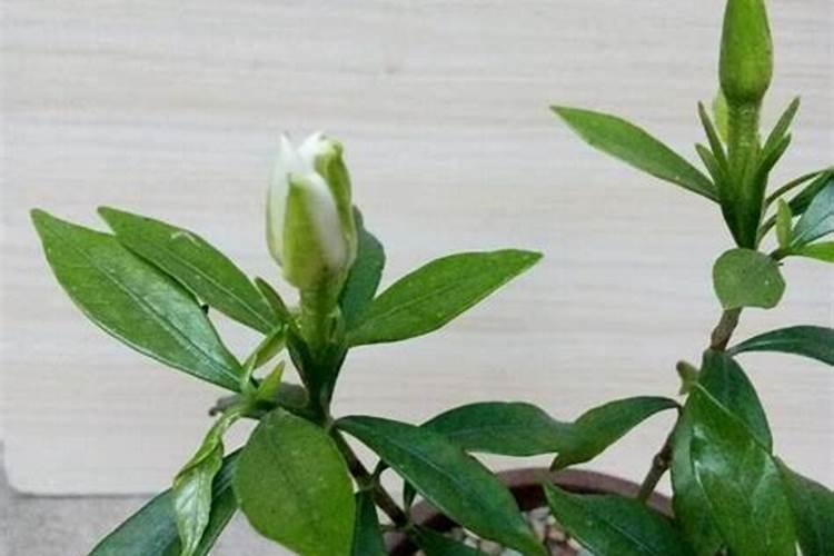 种植红薯的时候,为啥要把用土把红薯底下的几个叶子压住？