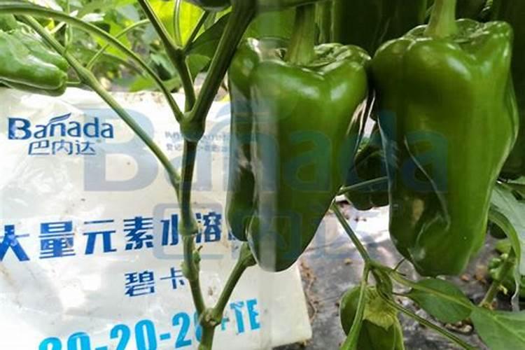 颗粒水溶肥和液体水溶肥哪个更好