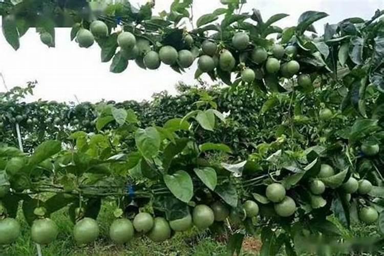 我想问一下百香果能用磷酸二氢钾喷吗