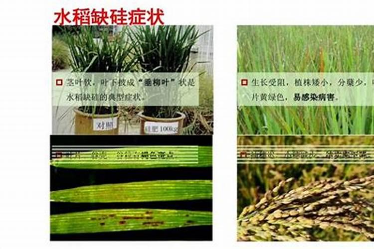 硅肥在水稻上的作用