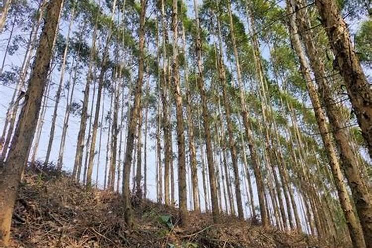 9年澳洲坚果树一颗施多少硼肥
