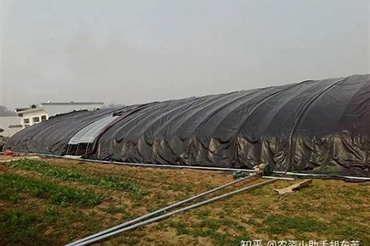 菜椒用什么底肥好,含量分别是什么