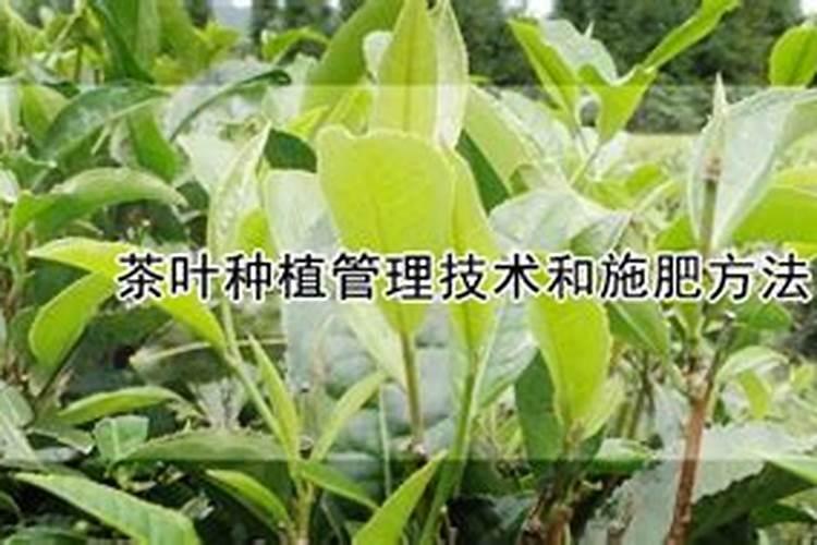 茶树被霜冻怎么办