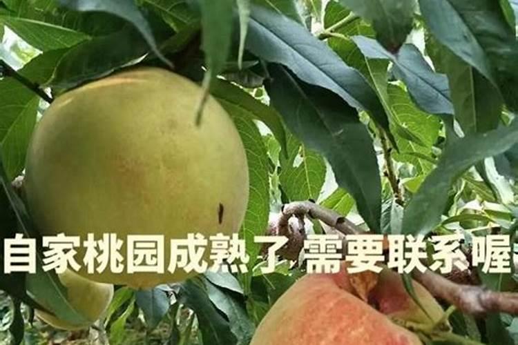 桃子如何快速膨大,二次膨大什么时候施肥