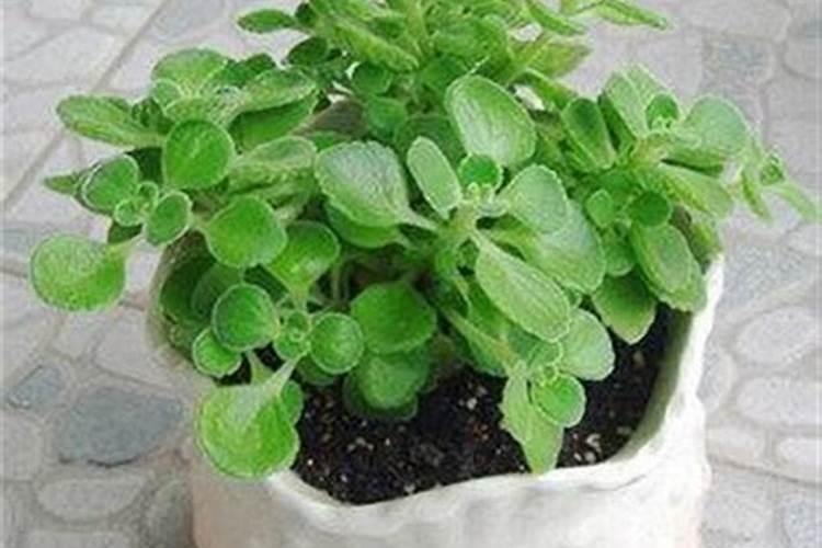 碰碰香浇水的正确方法