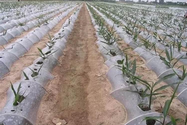 落地生根用什么肥料好呢