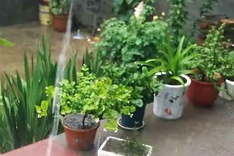 磷酸二氢钾浇花起什么作用(用来浇灌、喷施注意事项)
