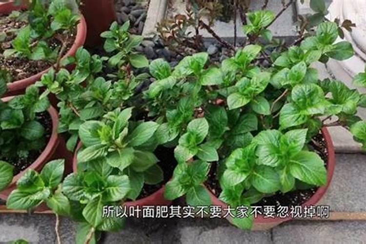 叶面肥配制方法