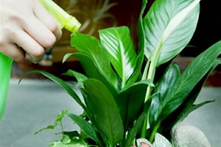 不同时期花卉的养护方法
