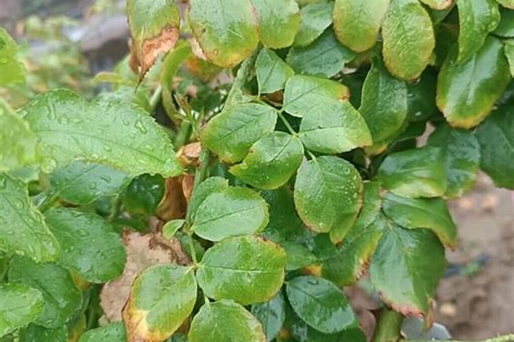 施什么肥让月季花又多又大