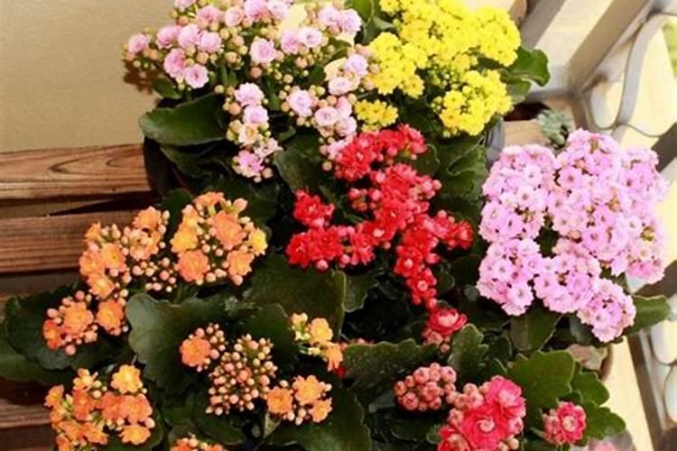 长寿花喜欢什么肥料花卉百科