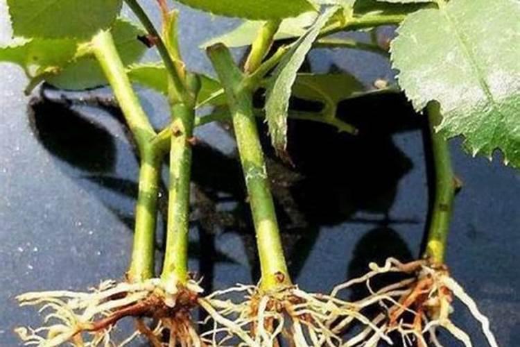 富含磷的肥料可以促进开花结果,其中主要是什么原理？