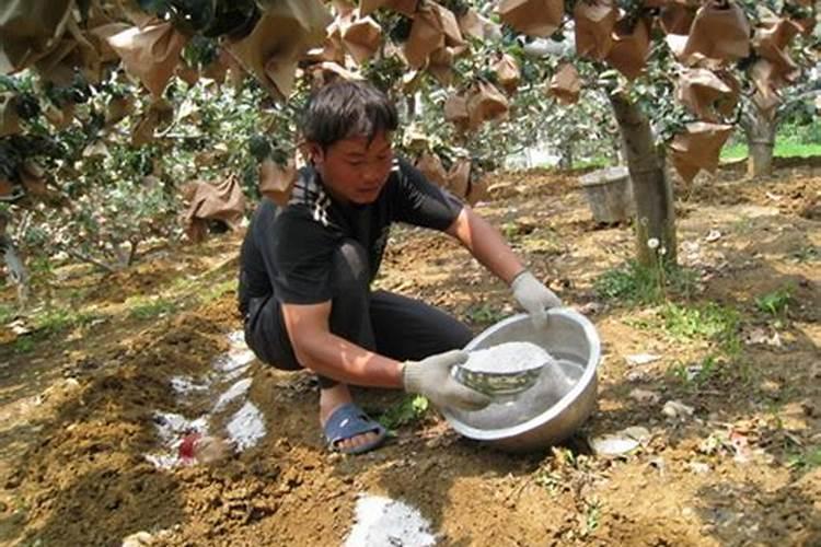 苹果用什么水溶肥好