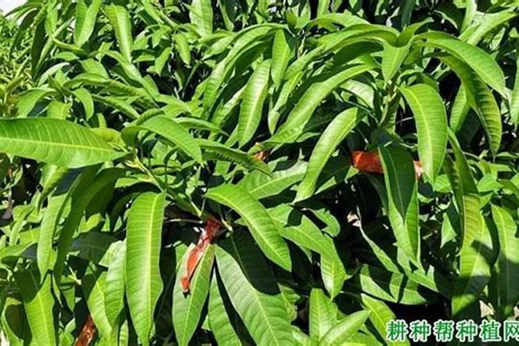 氮肥可以和高磷混合在一起吗