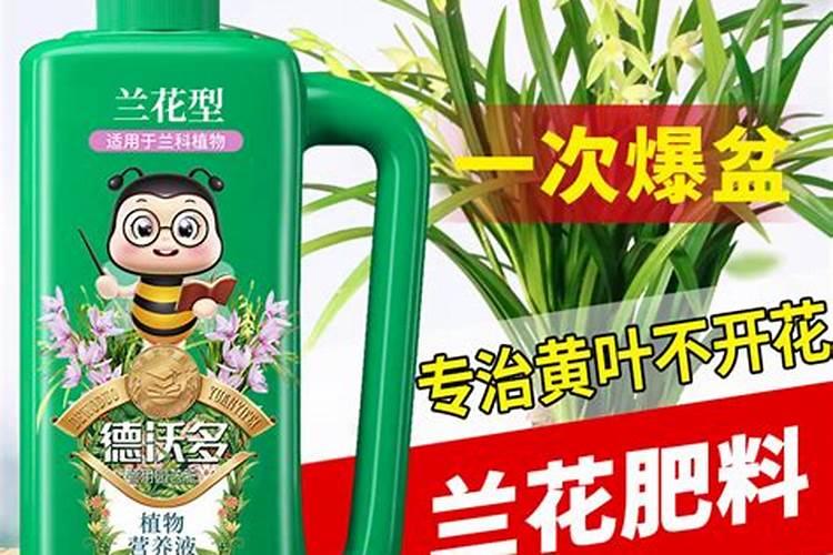 兰灵王兰花肥怎么用