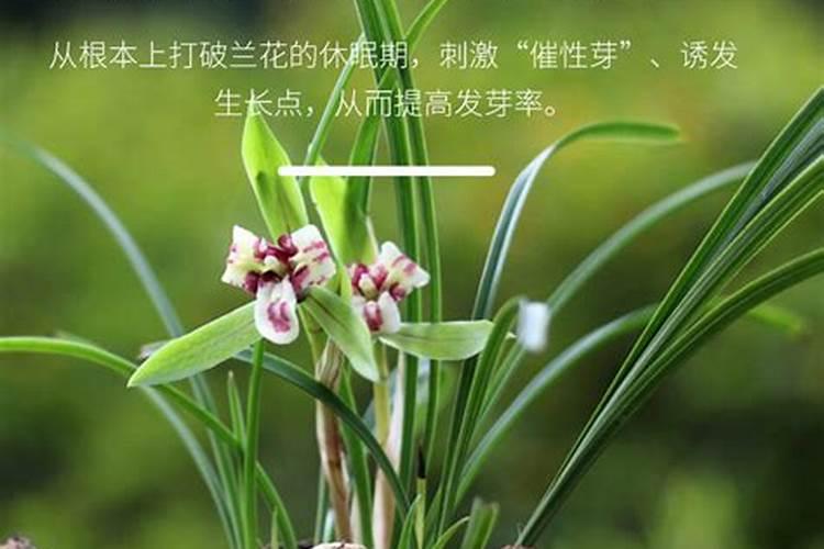 刚上盆的兰花可用兰陵王多长时间用一次