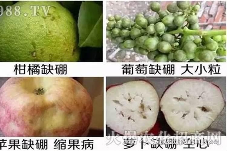 石榴树如何施肥效果好？