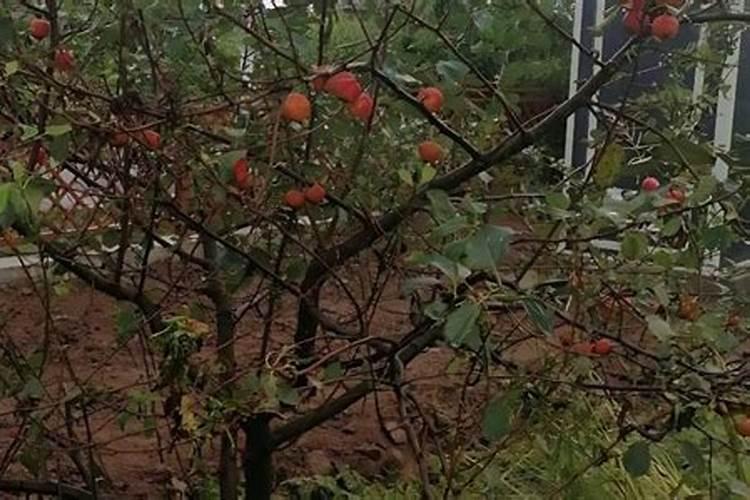 苹果用什么水溶肥好