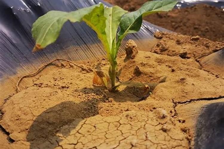 绵竹市得帮化肥烤烟专用肥是多少一包