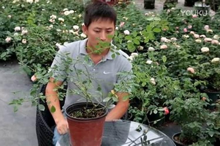 无花果树怎么结果多