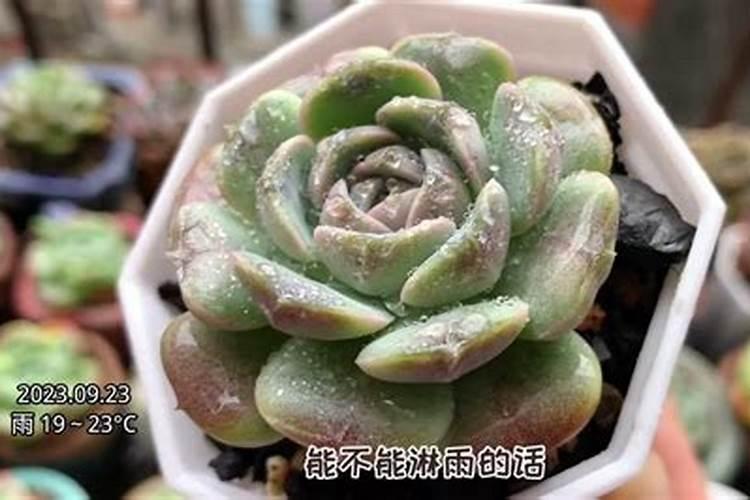多肉种多久可以浇肥料 多肉什么时候需要施肥？