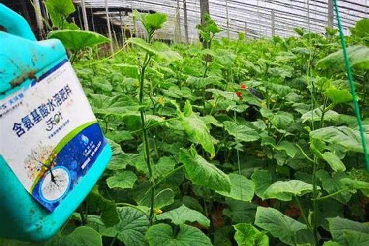 水溶肥料怎么使用 水溶肥如何使用效果更好